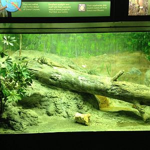 5/19/2014 - Grand Cayman Iguana Exhibit