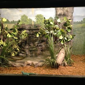 5/19/2014 - Green Anaconda and Basilisk Exhibit