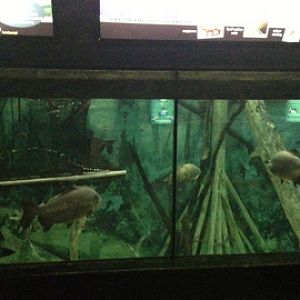 5/19/2014 - Flooded Amazon Forest Exhibit