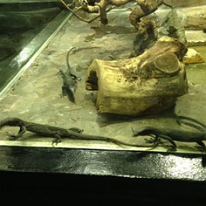 5/19/2014 - Black Tree Monitors