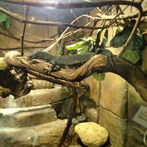 5/19/2014 - Black Tree Monitor