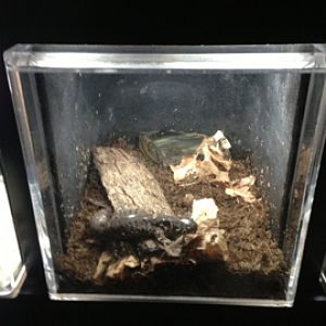 5/19/2014 - Eastern Tiger Salamander Tank