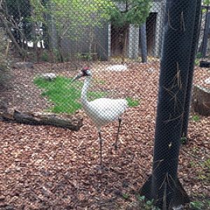 5/19/2014 - Whooping Crane