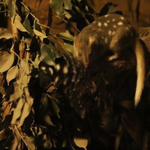 Eastern Quolls (Dasyurus viverrinus)