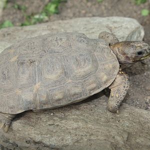 Western hingeback tortoise (Kinixys belliana nogueyi)