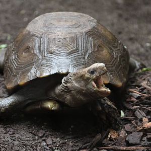 Asian giant tortoise (Manouria emys emys)