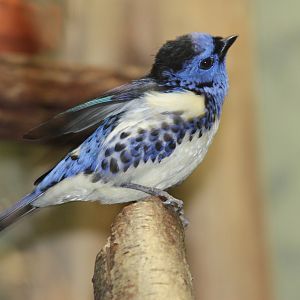 Turquoise Tanager (Tangara mexicana)