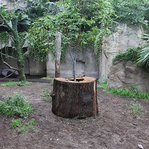 Malayan Tapir enclosure