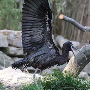 Glossy Ibis (Plegadis falcinellus)