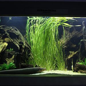 Aquarium with Electric Eel