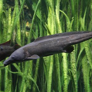 ID please - some african species of fish