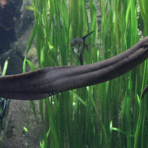 South American Lungfish (Lepidosiren paradoxa)