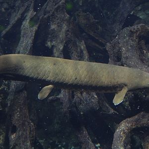 Australian Lungfish (Neoceratodus forsteri)