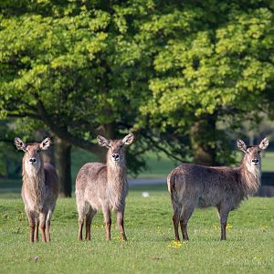 Common waterbuck : Whipsnade : 16 May 2014