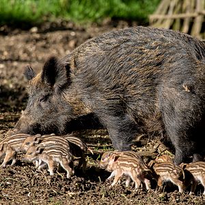 European wild boar (sow and piglets) : Whipsnade : 18 May 2014