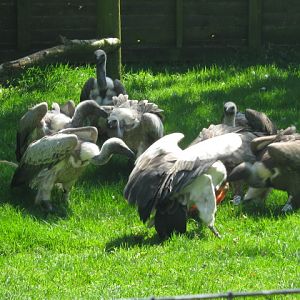 Vulture feeding