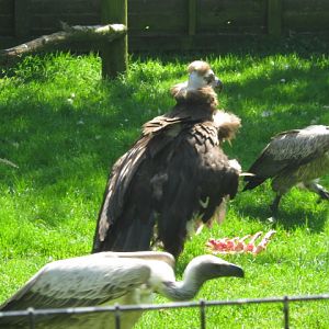 Vulture feeding