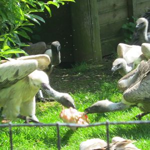 Vulture feeding.