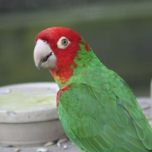 Red-masked Conure, 18th May 2014