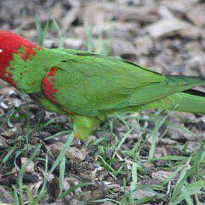 Red-masked Conure, 18th May 2014