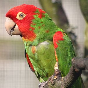 Red-masked Conure, 18th May 2014