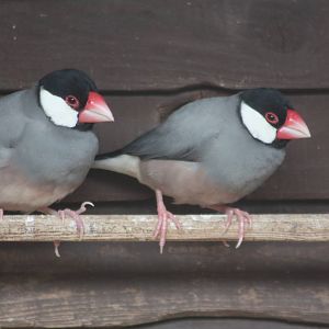 Java Sparrows, 18th May 2014