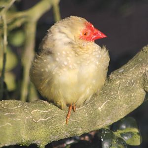 Star Finch, 18th May 2014