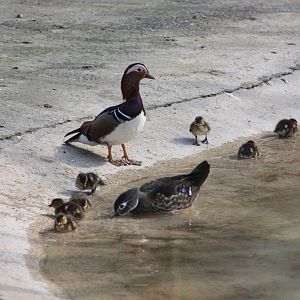 Carolina ducklings with mother and....stepfather? 16th May 2014