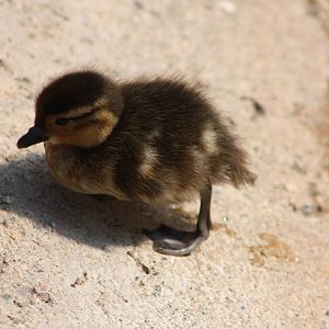Carolina duckling, 18th May 2014