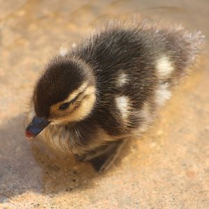 Carolina duckling, 18th May 2014