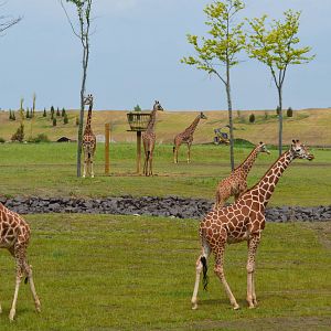 Giraffes in Heart of Africa