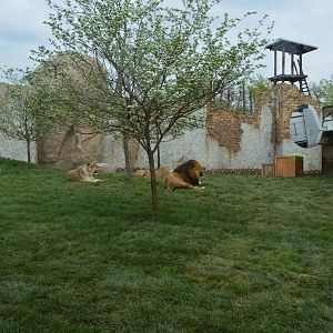 New African lion exhibit