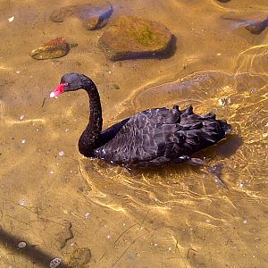 Black Swan - Lakes Entrance, Vic