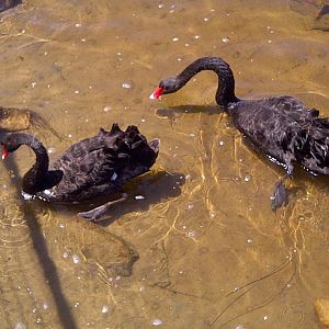 Black Swan Pair