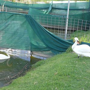 White/Mute Swans at Northam WA