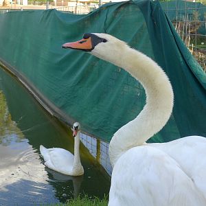 Mute Swan at Northam WA