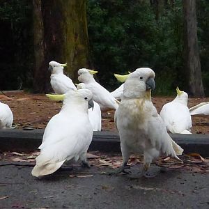 Cockys at Grants Picnic Ground, Sherbrook, Vic
