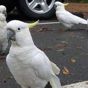 White Cockys