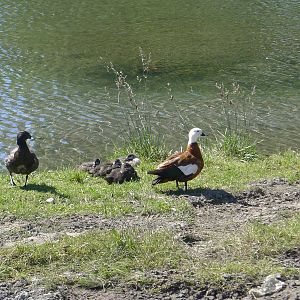 Paradise Shellduck family