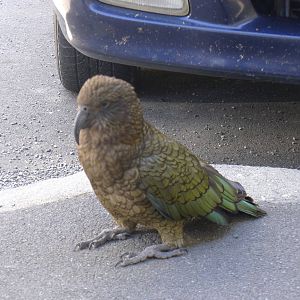 Kea at Arthurs Pass