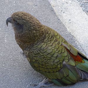 Kea