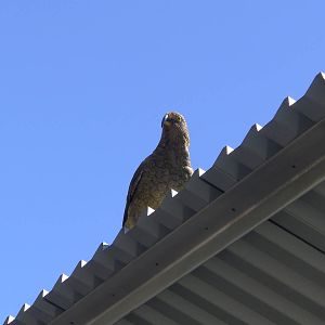Kea on the bus shelter