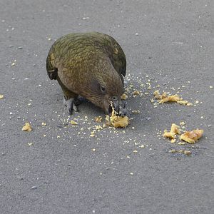 Kea - eating dropped cake or similar