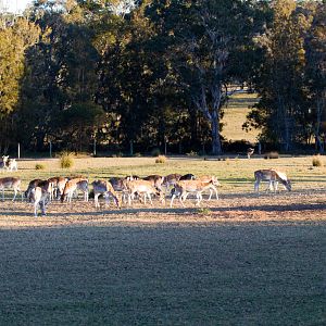 Fallow Deer