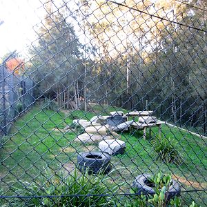 Dingo Enclosure