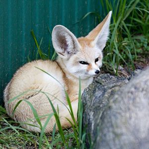 Fennec Fox