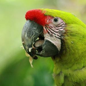Great Green Macaw