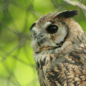 Striped Owl