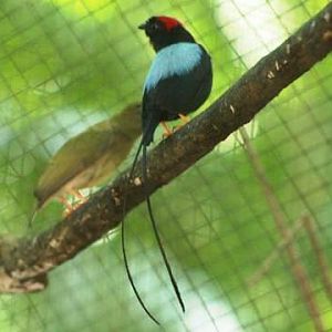 Long-tailed Manakin