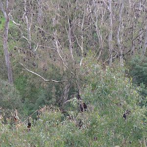 Fruit Bats at Yarra Bend, Melbourne